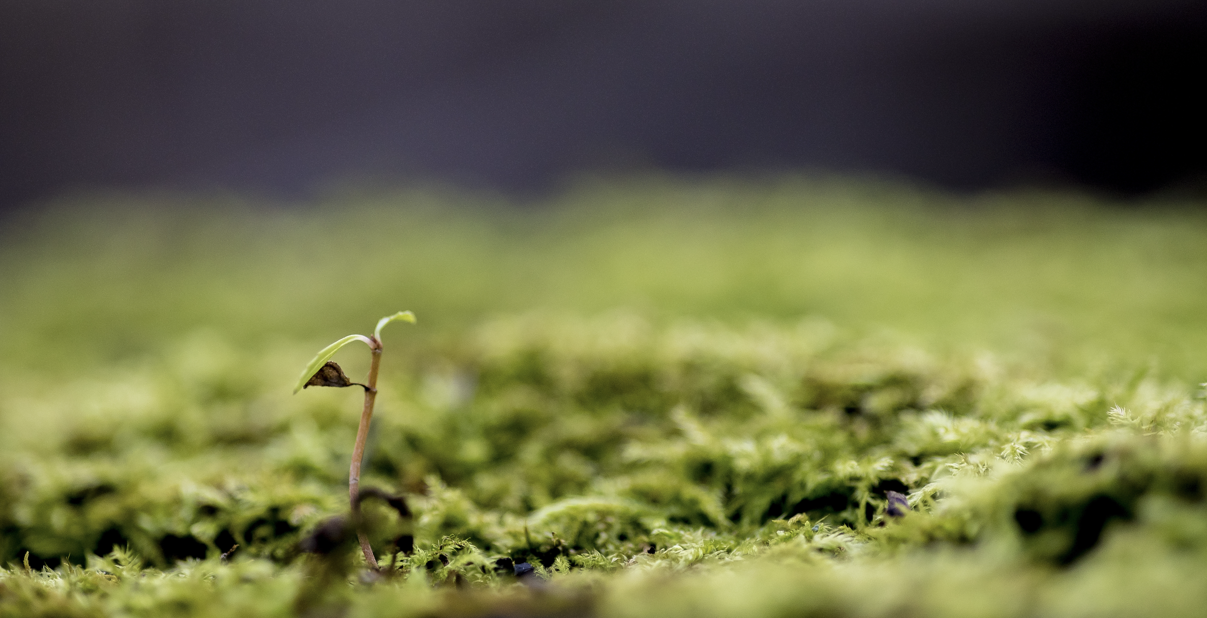 Kleine Pflanze erwächst aus bemoostem Untergrund.