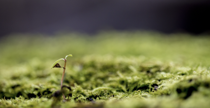 Kleine Pflanze erwächst aus bemoostem Untergrund.