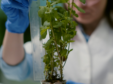 Nahaufnahem einer Pharmazeutin, die die Höhe eine Pflanzensetzlings mit dem Lineal misst.