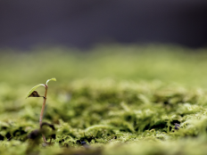 Kleine Pflanze erwächst aus bemoostem Untergrund.