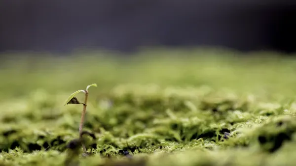 Kleine Pflanze erwächst aus bemoostem Untergrund.