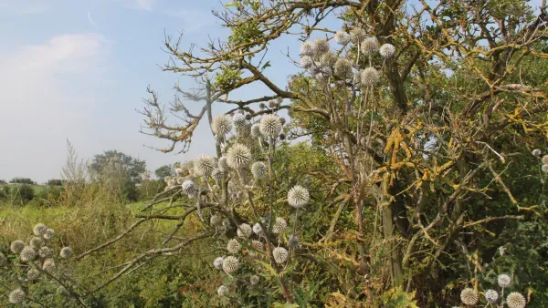 Artikelbild: Die Mär vom Wildwuchs