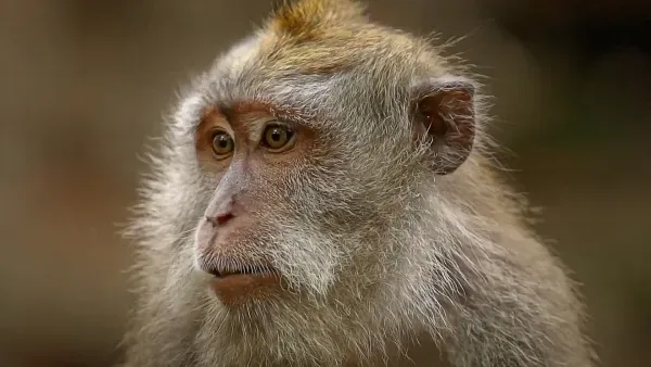 Bremen duckt sich weg